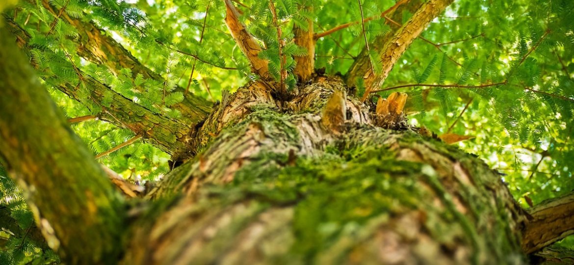 Pielęgnacja i wycinanie drzew